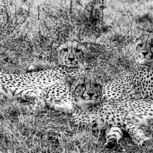 Cheetah Coalition 1