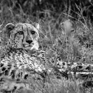 Cheetah Coalition 5