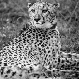 Cheetah Coalition 3