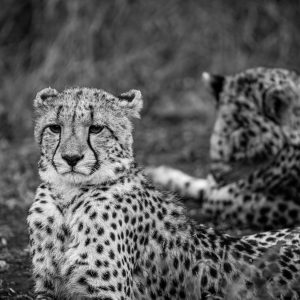 Cheetah Coalition 2