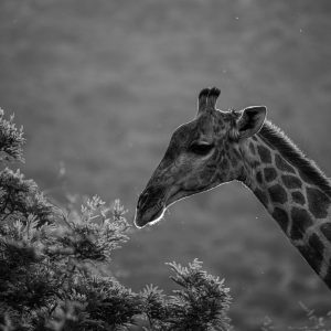 Giraffe at Last Light