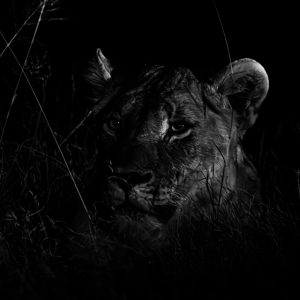 Lioness At Night 2