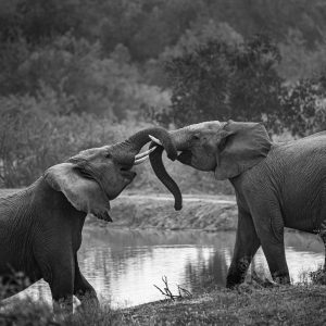 Elephants Playing By Water